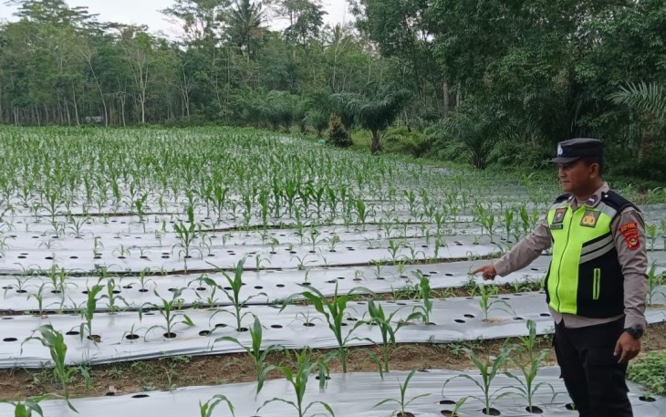 Personel Polsek Belitang III melaksanakan kegiatan pendampingan dan pengecekan tanaman Jagung