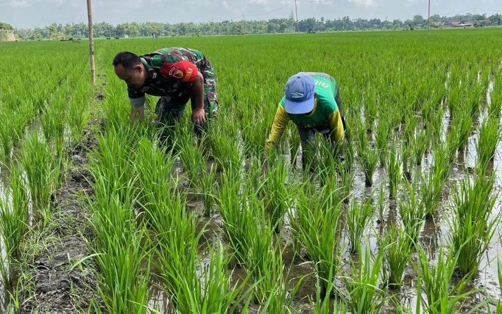 Sertu Andi Sujarwo anggota Koramil Tipe B 0802/05 Kauman, Kodim 0802/Ponorogo melaksanakan kegiatan pendampingan dan pengawalan petani di Dusun Minar Desa Gabel Kecamatan Kauman Kabupaten Ponorogo, Sabtu (15/02/2025)