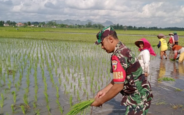 Babinsa Kromasan Turun Sawah