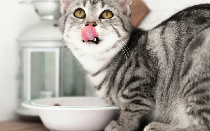 Berikut Ini Porsi Wet Food Harian untuk Kucing