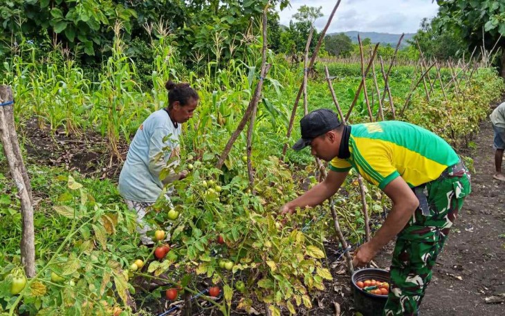 Panen tomat bersama warga Fohoeka, Rabu (14/1)