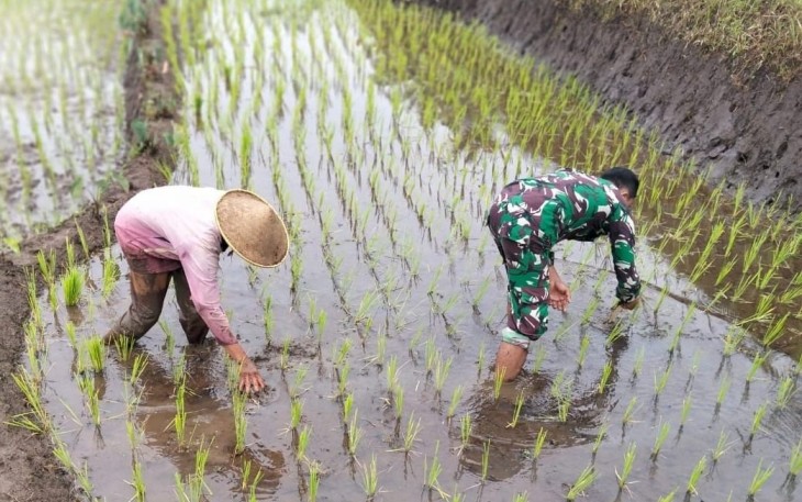 Bantu matun padi di wilayah desa binaan 