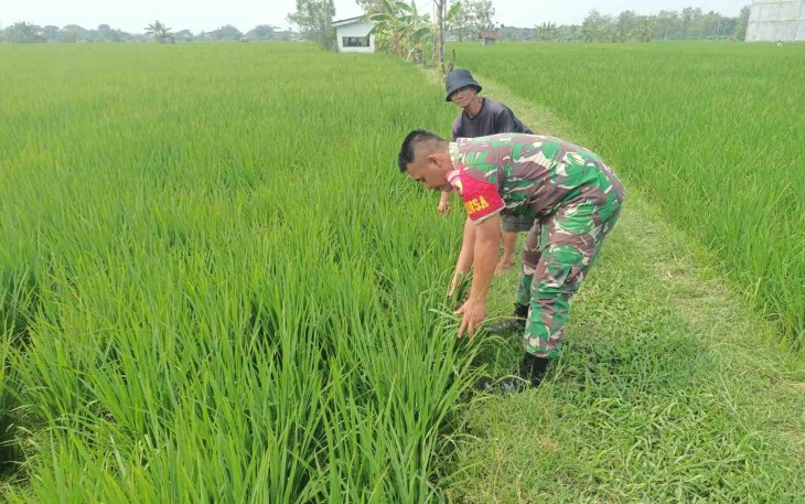 Bantu rawat tanaman di ladang petani desa binaan 