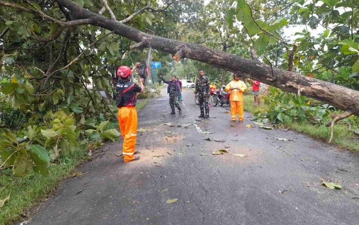 Evakuasi pohon tumbang di jalan 