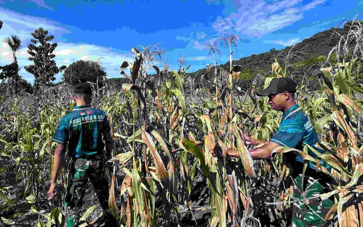 Panen jagung bersama warga perbatasan 