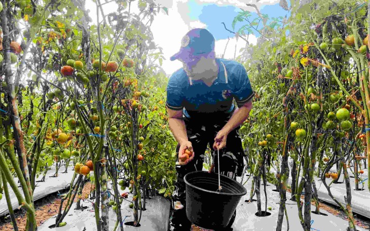 Panen raya tomat Satgas Yonarmed 12 Kostrad 