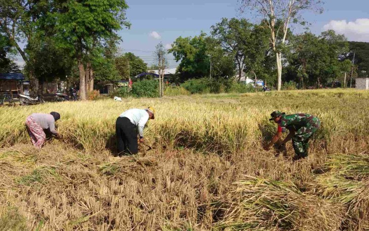 Bantu panen padi warga binaan