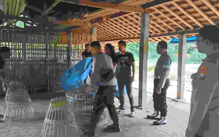 Lokasi judi sabung ayam