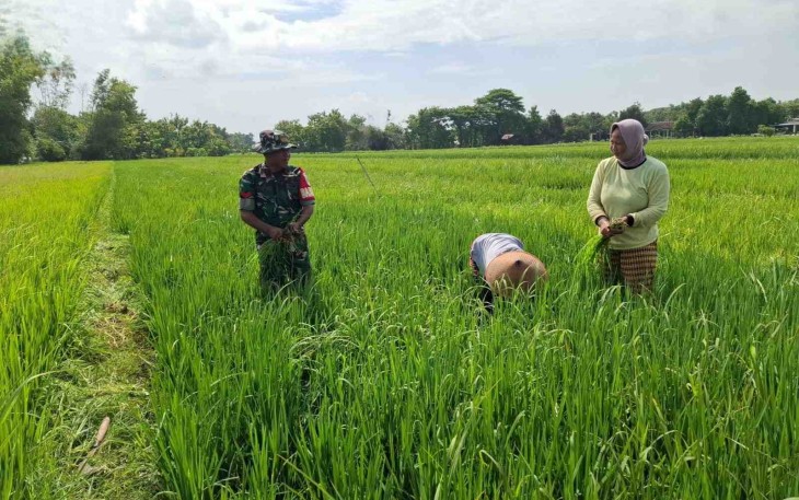 Bantu rawat padi di wilayah desa binaan