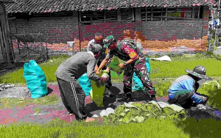 Bantu semai bibit padi