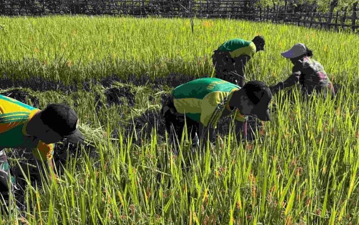 Panen padi di perbatasan