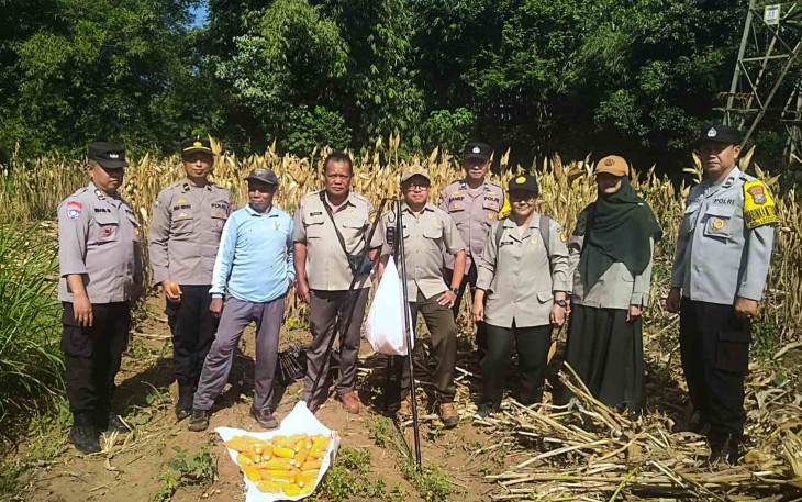 Panen jagung di Kedungkandang