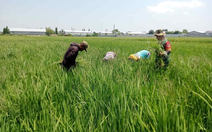 Bersihkan gulma persawahan petani desa binaan