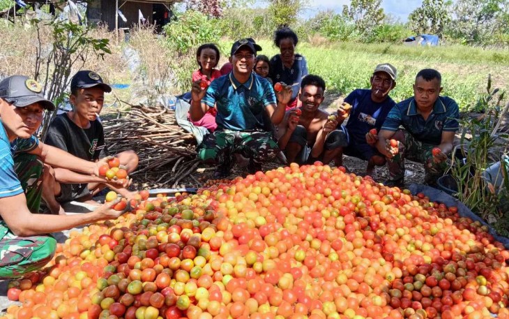 Panen tomat bersama warga di perbatasan