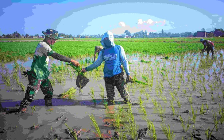 Bantu tanam padi 