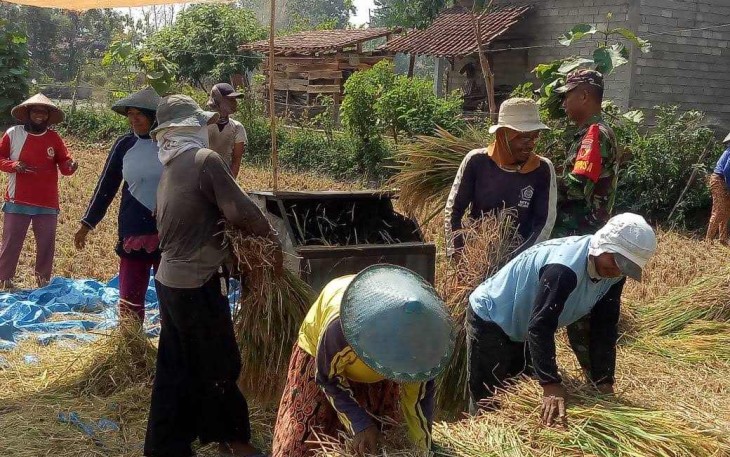 Bantu panen padi petani desa binaan
