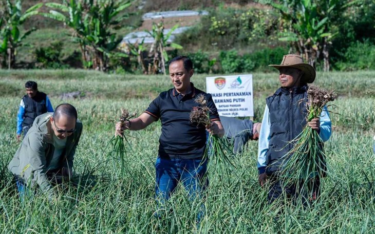 Panen raya bawang putih di Kecamatan Sembalun, NTB