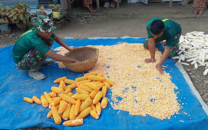 Bantu jemur hasil panen jagung