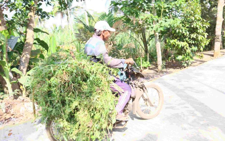 Warga Ledok Tempuro menggunakan sepeda motor mencari rumput