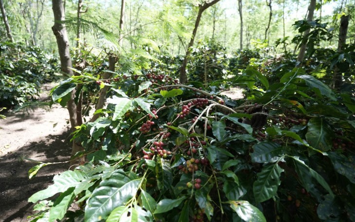 Perkebunan Kopi PalmCo