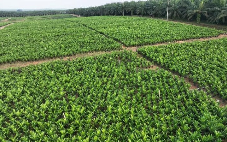 Holding Perkebunan Nusantara melalui PTPN IV PalmCo Akselerasi Peremajaan Sawit Petani di Riau Perkuat Implementasi Program B50