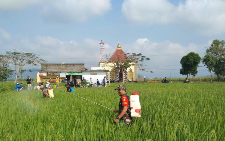 Penyemprotan pestisida d lahan pertanian warga binaan 