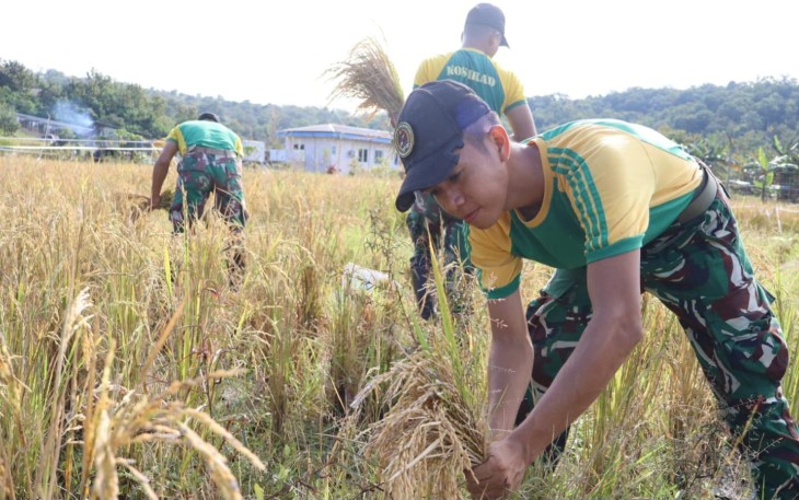 Panen padi di perbatasan