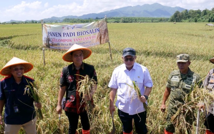 Panen raya padi Biosalin di Jepara