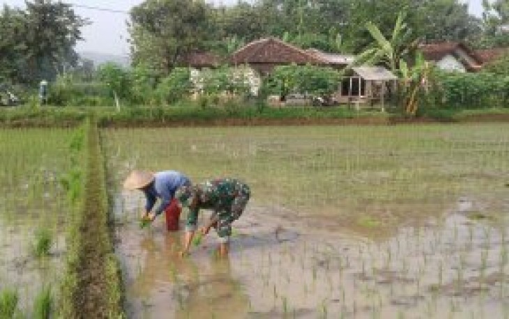 Pendampingan petani desa binaan