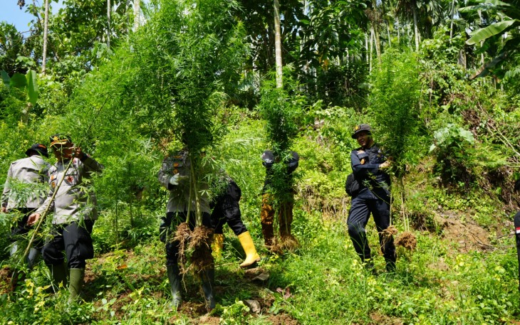 Sinergi Bea Cukai Aceh dan Aparat Penegak Hukum Ungkap Ladang Ganja Seluas 2 Hektare di Aceh Utara