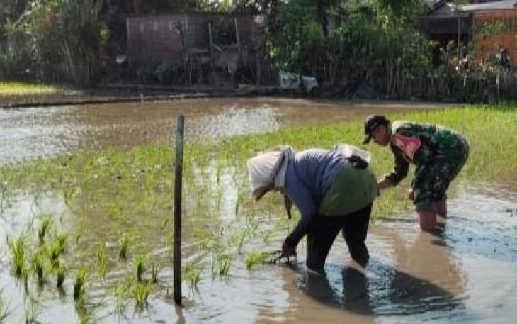 Serka Junaedi bantu tanam padi di wilayah desa binaan