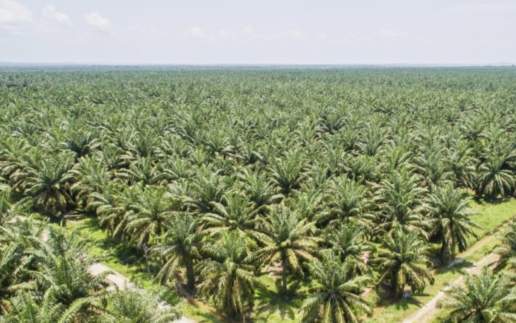 Perkebunan sawit