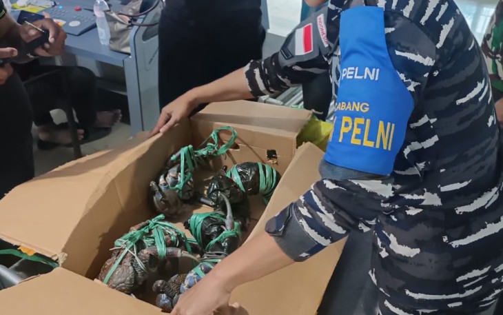 Berhasil Gagalkan Penyelundupan di KM Nggapulu, Pam Pelni Kodaeral IX Amankan Kepiting Kenari dan Miras
