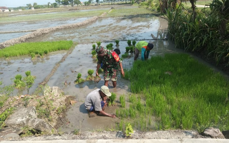 Babinsa Krandegan Dampingi Petani Siapkan Bibit Padi