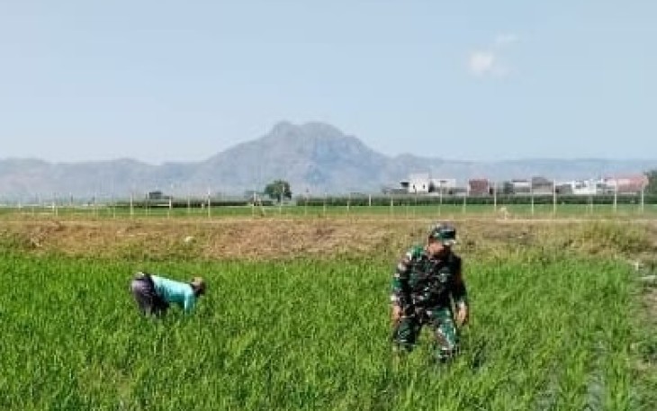 Babinsa Karangwaru Dampingi Petani Matun Padi