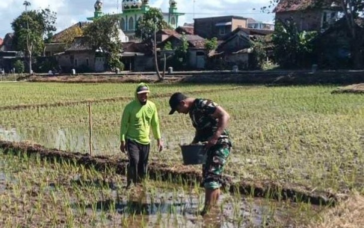 Pemupukan padi wilayah desa binaan