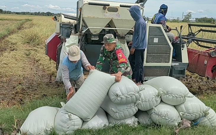 Bantu panen padi warga desa binaan