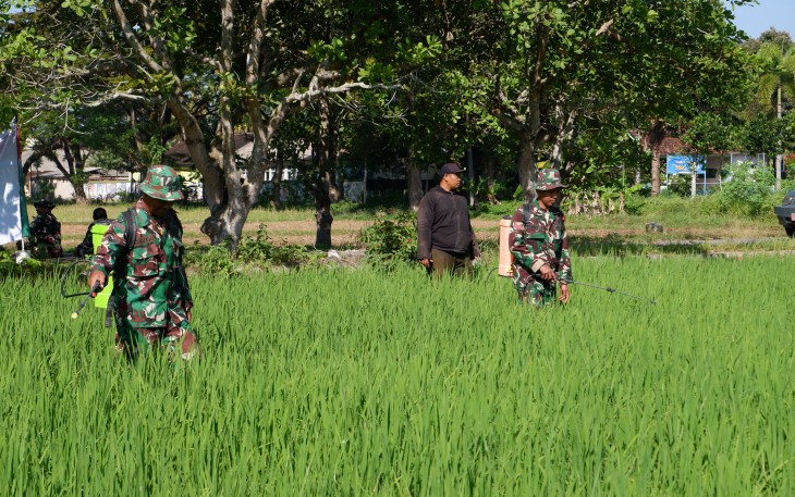 Personel Kodim 0801/Pacitan Bantu Petani Rawat Tanaman Padi