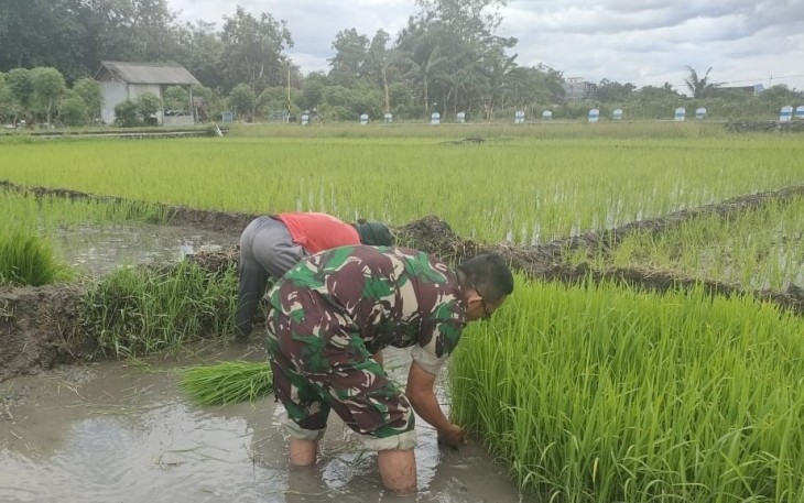 Babinsa Desa Kedungwilut Dampingi Petani Ndaut, Dukung Penguatan Ketahanan Pangan