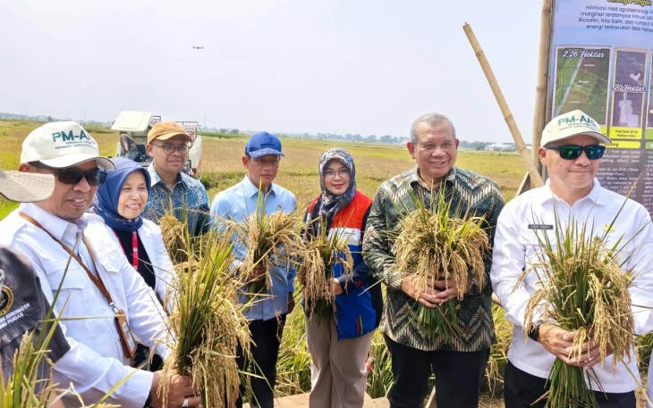 BRIN-PGN-Pemkab Batang Panen Raya 166,5 Ton Padi Biosalin