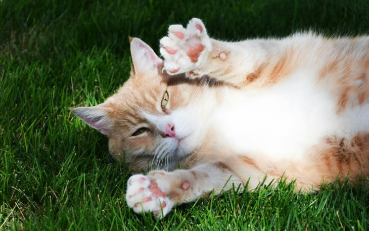 kesehatan kucing, makanan kucing, imunitas kucing, Unicharm Pet Indonesia, Deli-Joy Pouch Adult Immune