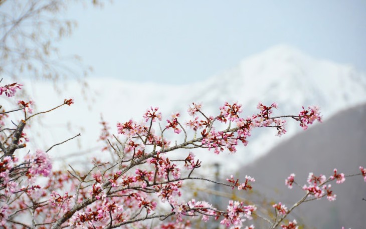 Sakura di Otari Nagano