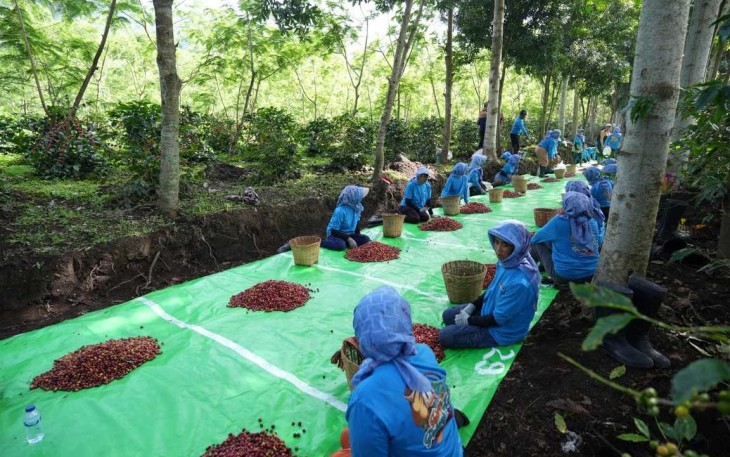 Produksi Kopi PTPN IV PalmCo Melonjak 225 Persen