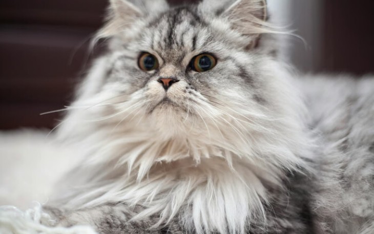 Tips Memilih Kandungan Shampo Kucing Untuk Kesehatan Bulu