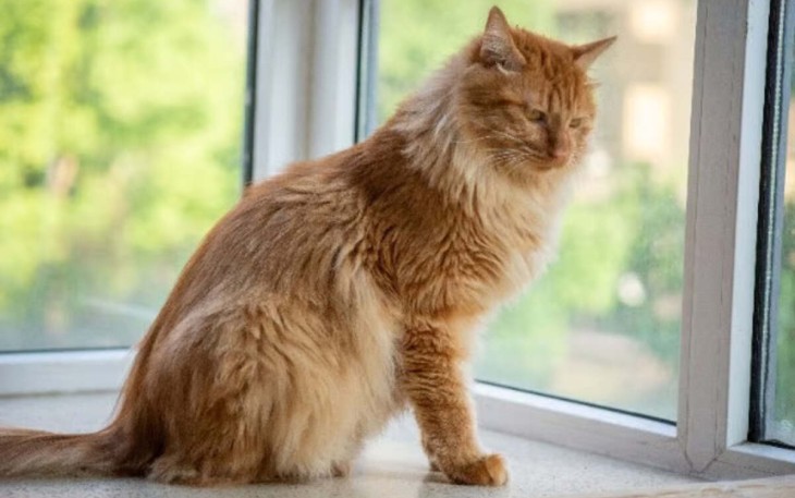 Unicharm Pet Indonesia