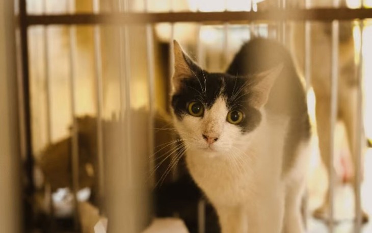 Unicharm Pet Indonesia
