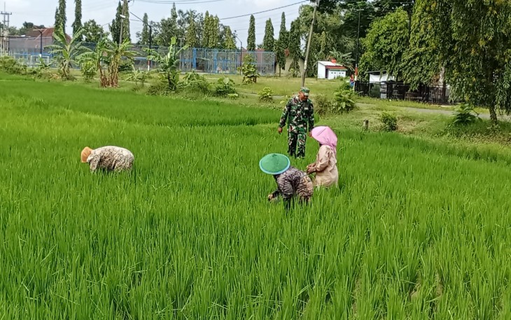 Babinsa Purworejo Dampingi Petani Rawat Padi demi Panen Lebih Baik
