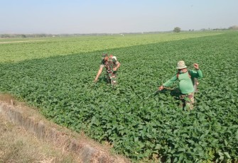 Dampingi Petani Dalam Program Upsus