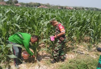 Sertu Sugiman Babinsa Cawas Dampingi Petani Pupuk Tanaman Jagung