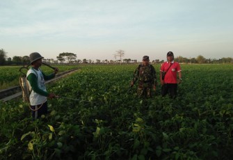 Babinsa Cawas Dan PPL Bersama Petani Adakan Penyemprotan Pupuk
